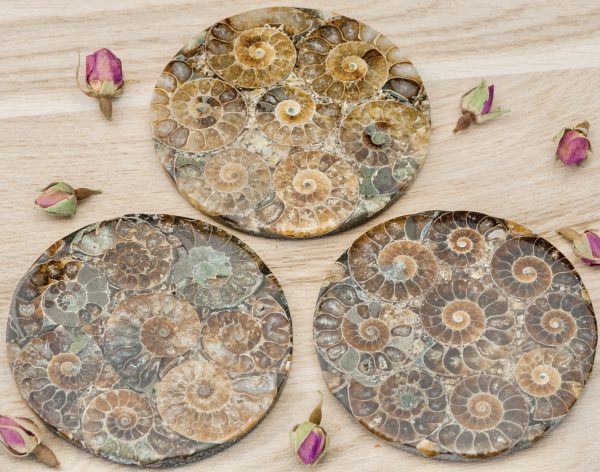 plaque ammonites