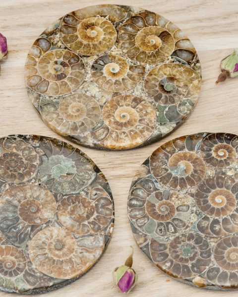 plaque ammonites